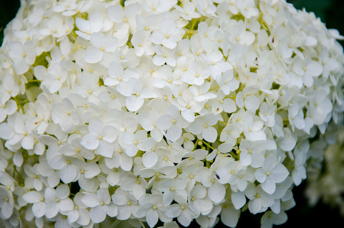 Гортензия Аннабель