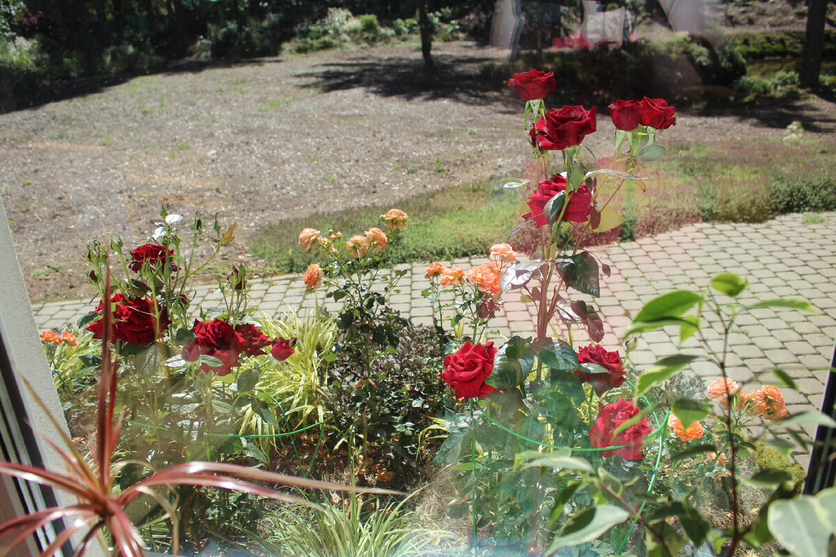 Последнее нашего сада перед отъездом, вид на розы из окна 