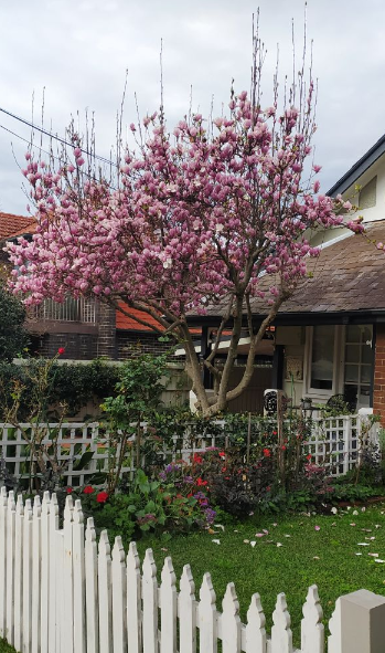 Зеленых листьев еще нет, но цветы красивенные.