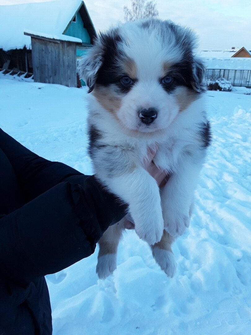 Гелу два месяца. Даже по фото понятно, что мужчина с характером:))