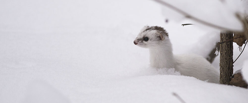 Ласка в московском парке