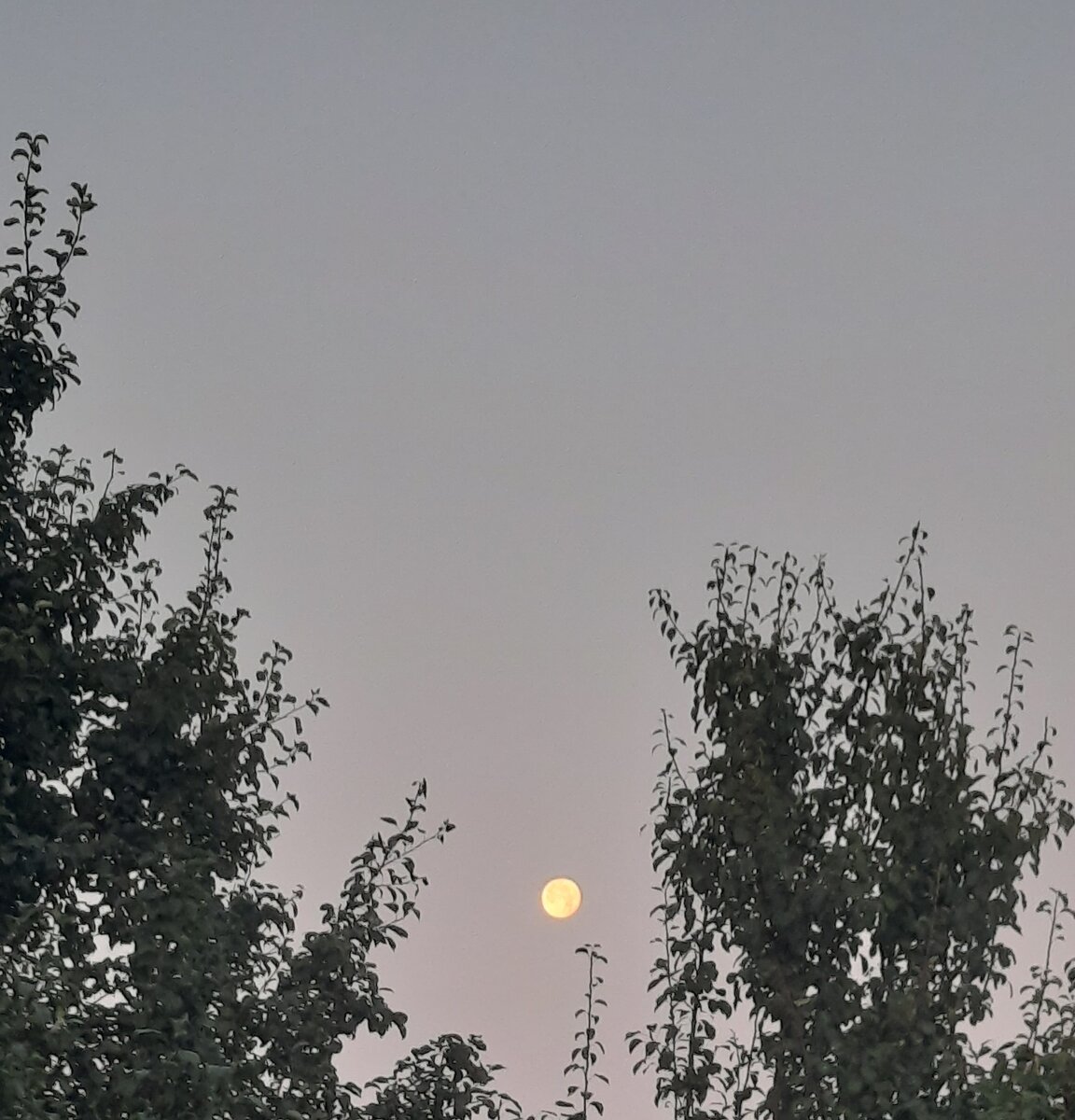 Утренняя Луна. Фото автора 