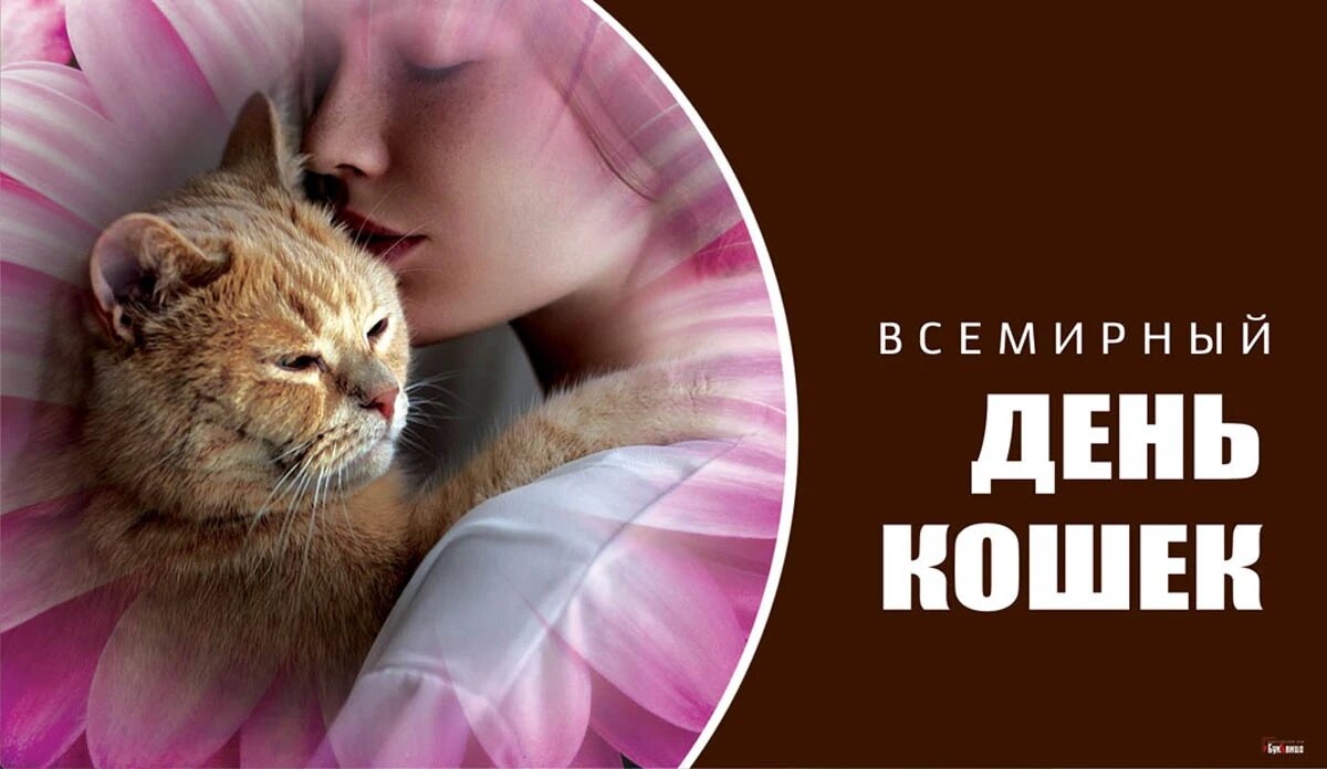 Картинки с Днём кошек: прикольные поздравления в открытках на 1 марта