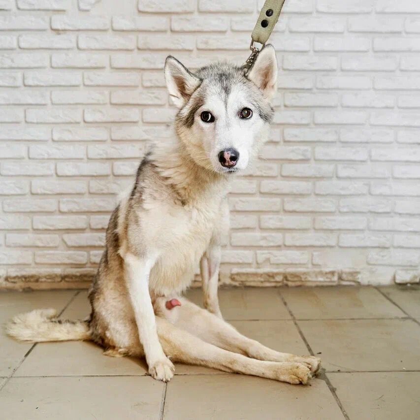 Собаки-инвали***ды в полном отчаянье