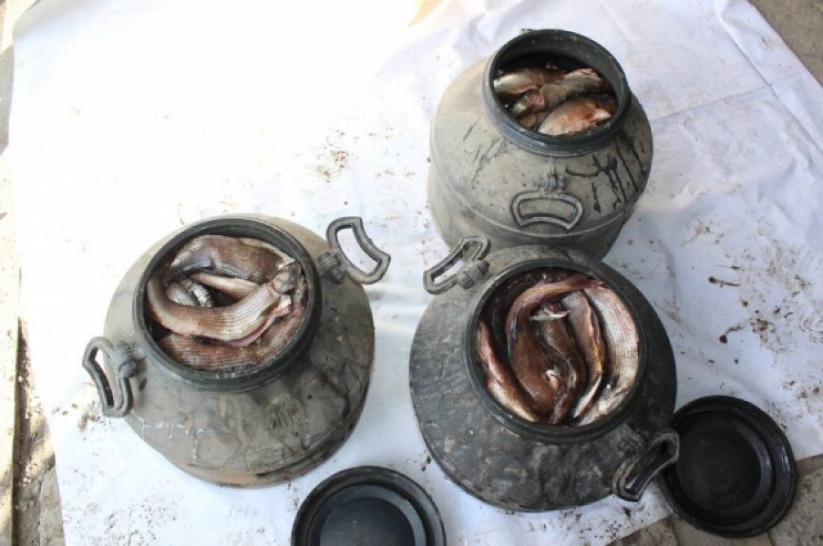    Незаконно выловленная рыба.