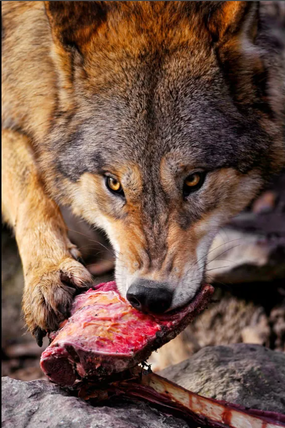 волк с волчатами. волк вожак.
