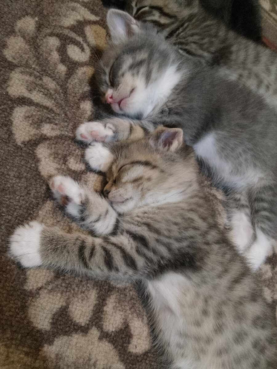 Котята спят 😻. Фото автора. 
