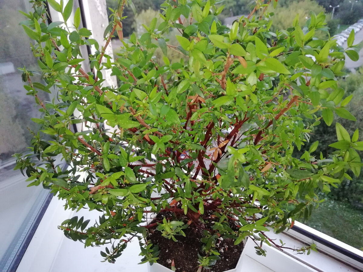 Myrtus communis var Leucocarpa Мирт белоплодный