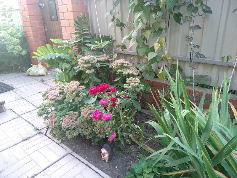 Одна из любимых композиций цветов с астрами, седумом и купеной 