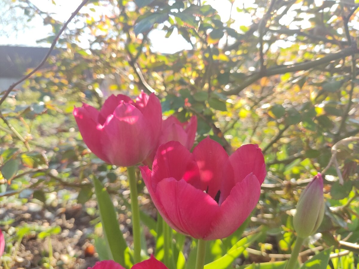 Этот тюльпан уже три года растет без выкопки в корнях у розы - и нормально