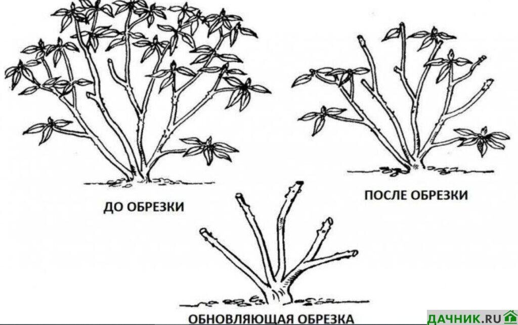 Нужно ли обрезать. Омолаживающая обрезка рододендрона. Размножение рододендрона делением куста. Обрезка листопадных рододендронов. Схема обрезки Азалии.