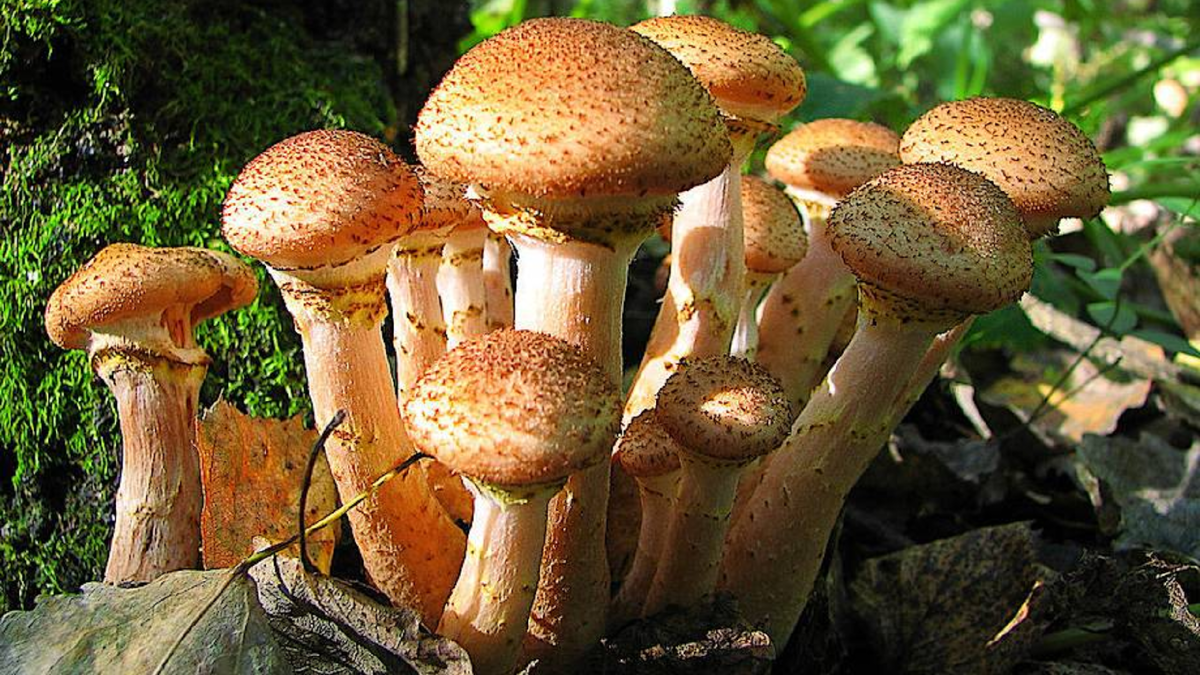 Красавчики! Осенние опята - думается, они самые вкусные