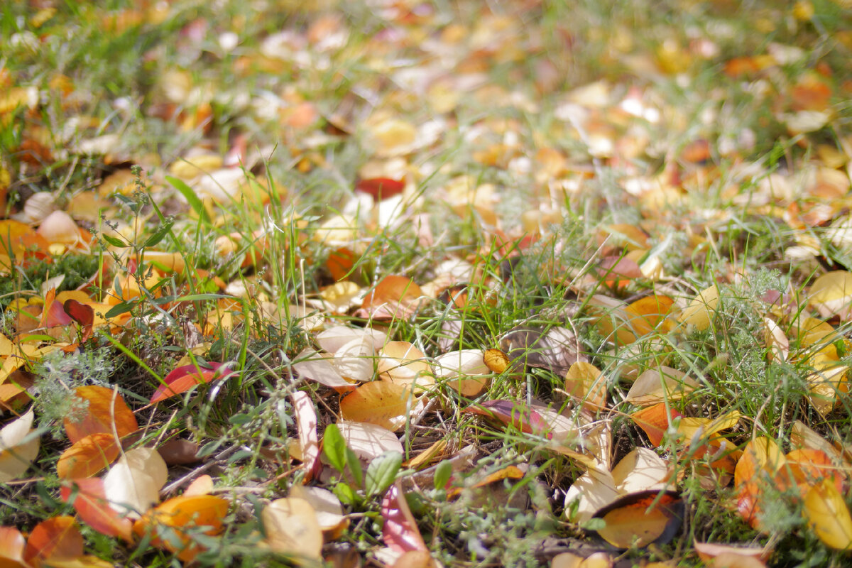 Осенняя листва как россыпь драгоценных камней украшает нашу планету