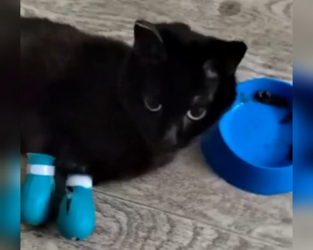 © Скриншот видео.📷
