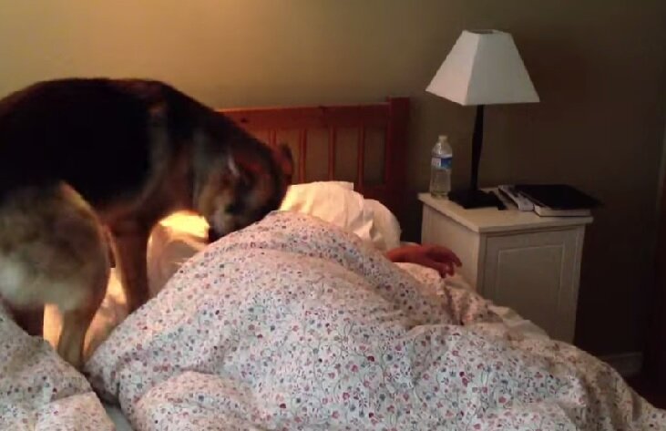 пес будит хозяина