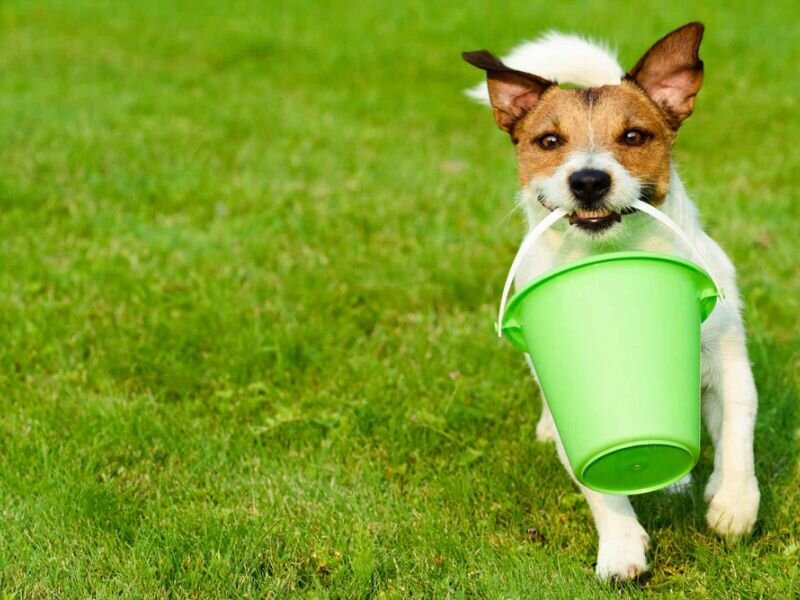 Источник фото: https://images.wagwalkingweb.com/media/training_guides/carry-a-bucket/hero/How-to-Train-Your-Dog-to-Carry-a-Bucket.jpg