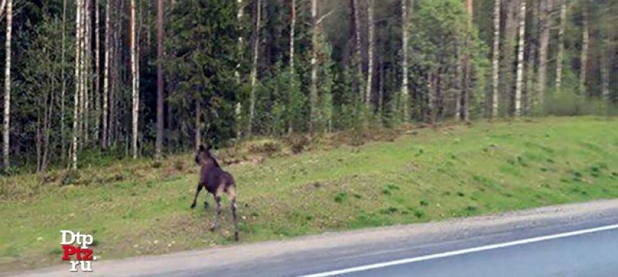 Лось перебежал дорогу.  Фото взято с сайта   https://stolicaonego.ru/news/foto-i-video-los-vybezhal-na-dorogu-pered-avtomobilem-v-karelii/ 