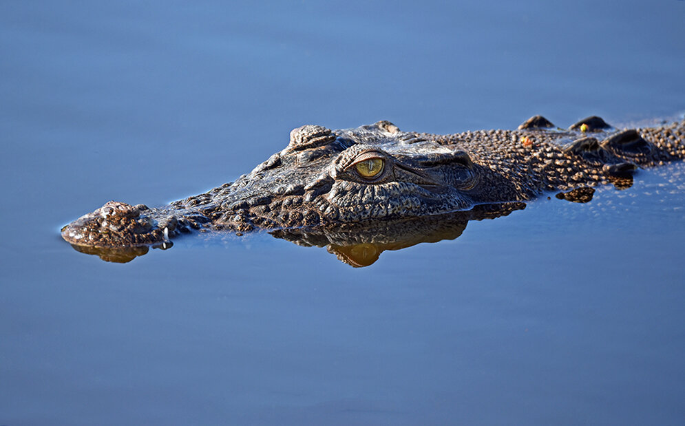 Фото крокодила под водой
