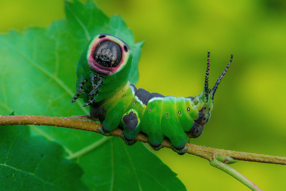 Источник фотографии http://butterflies-nnov.ru/wp-content/uploads/2018/06/DSC_7716-copy-1000-Cerura-vinula.jpg