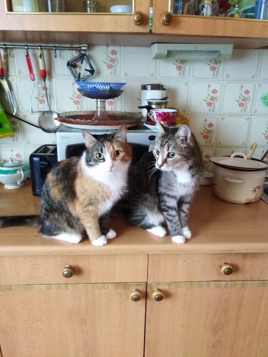 Кесси и Томас на столе, это еще до ремонта, сейчас новая кухня, гоняем их