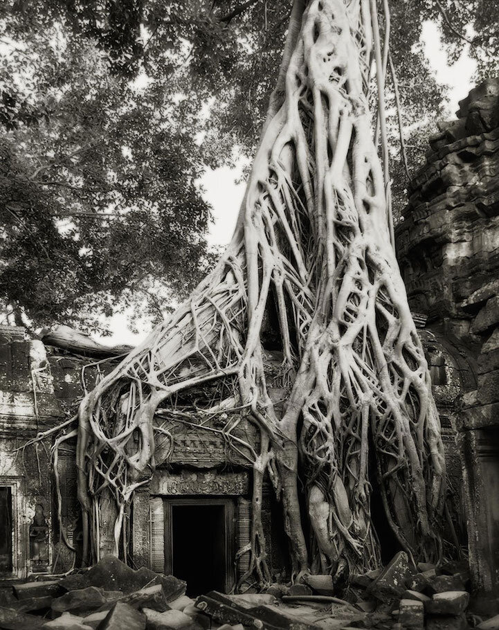 The Strangler Fig