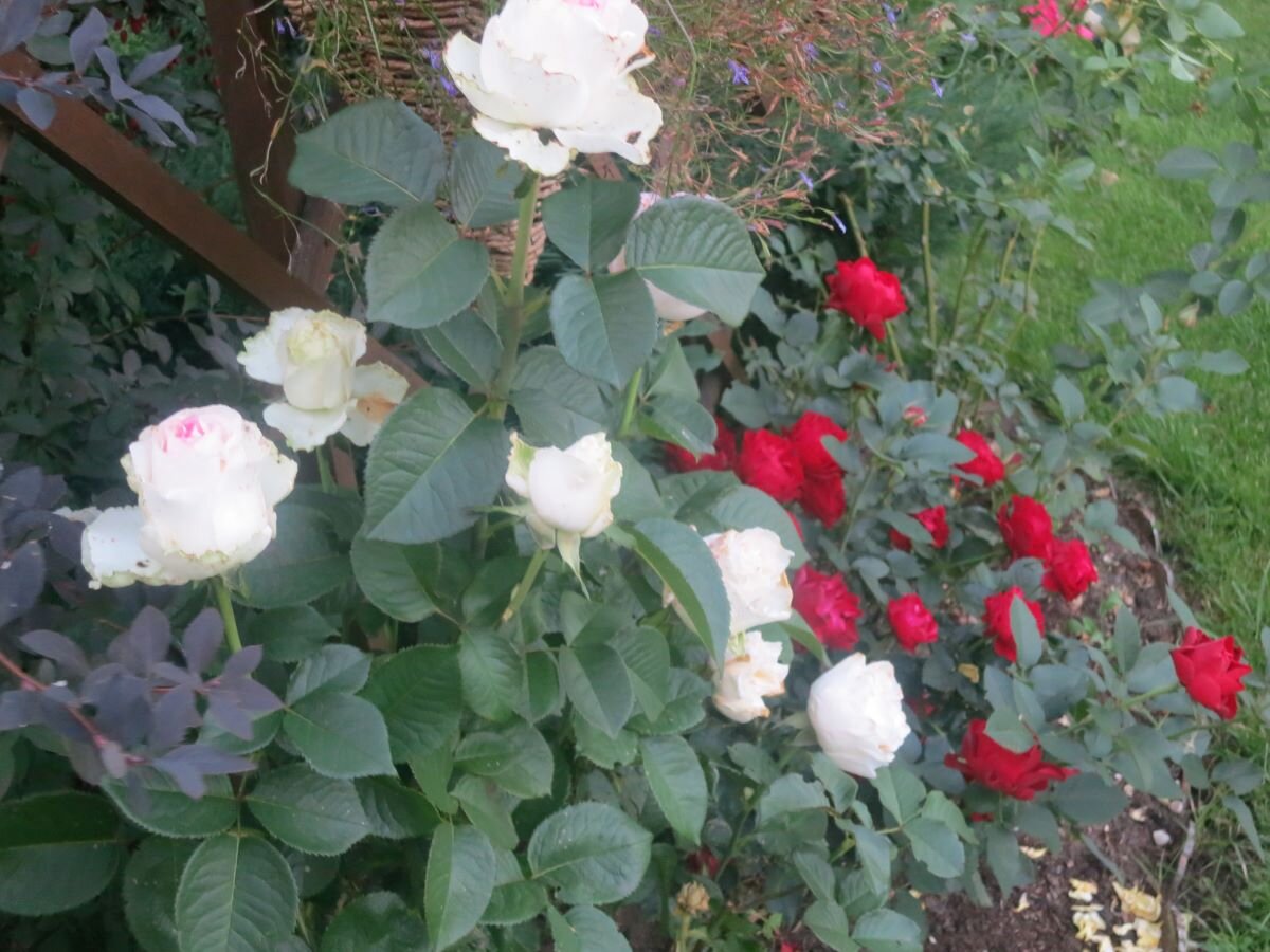 Розы белая и роза красная. А еще роза желтая и другие)