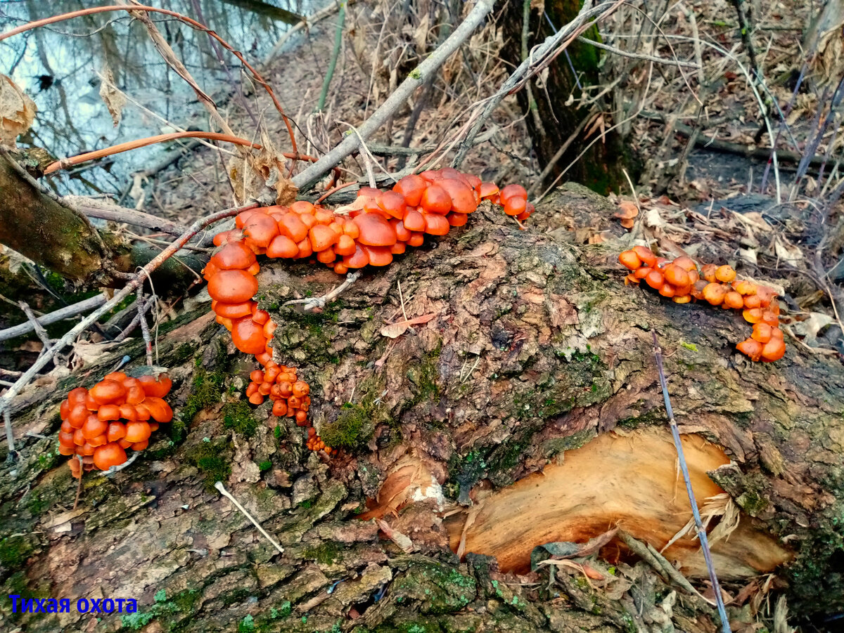 Flammulina velutipes