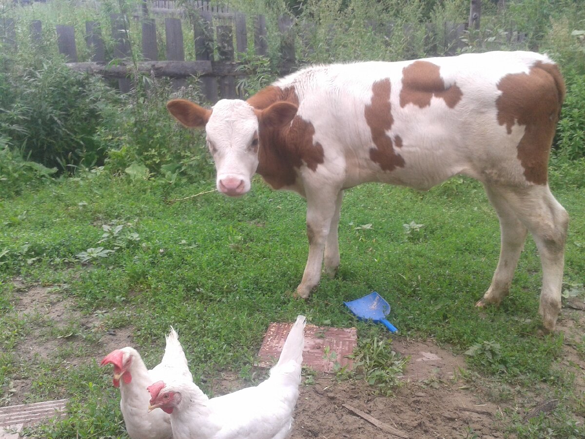 Мальвинка кур гоняет.