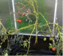 Урожай томатов  под обычным поликарбонатом 
(12 сентября 2015 г.)