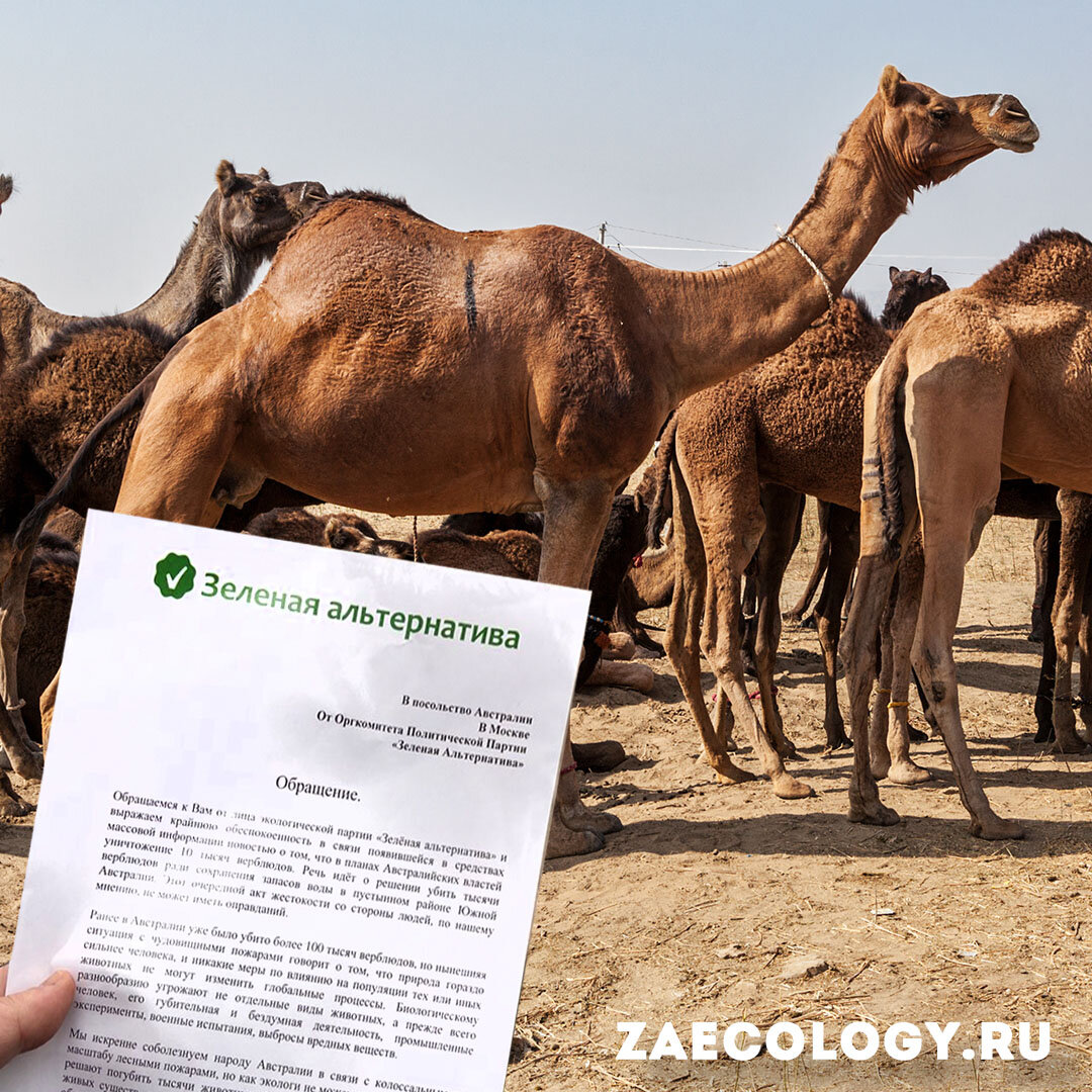 https://zaecology.ru/mnenie/stop-genocide-in-australia/  