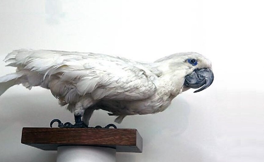 Чучело попугая Жако. Фото: «СПб ведомости». 