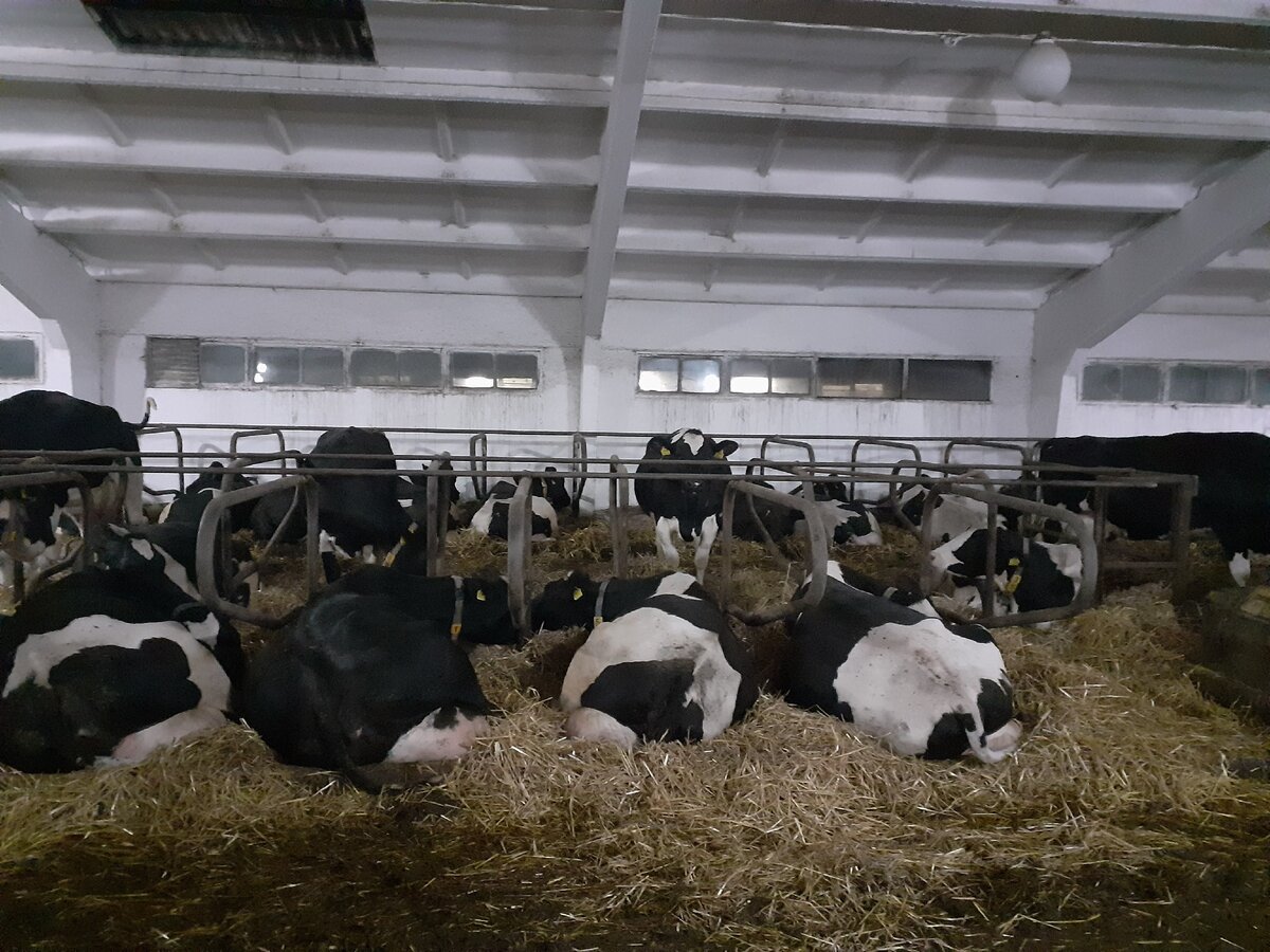 Коровы улеглись отдыхать.