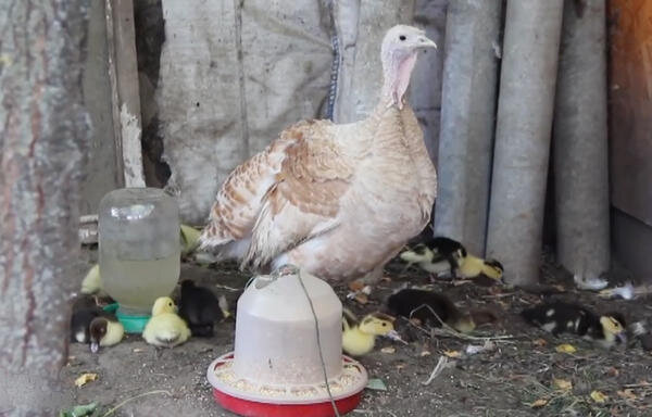 
Индюшка отлично справилась со своей задачей