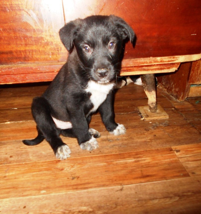 Потом сгрызли все ножки у мебели