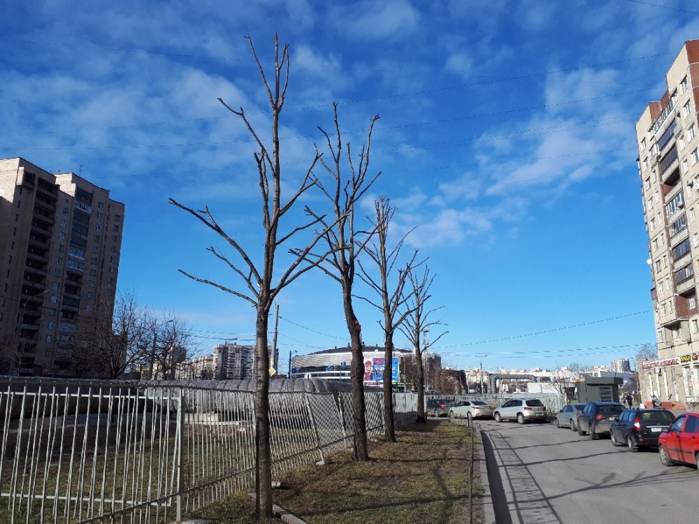 Обрезка деревьев на Проспекте Большевиков. Фото из ВК-группы "деревья Петербурга" 