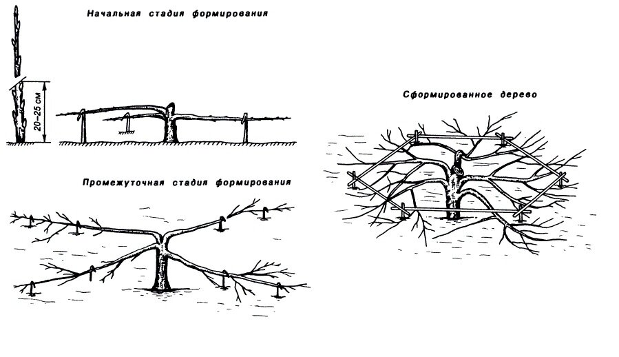 Формирование стланца. Изображение: stroy-podskazka.ru