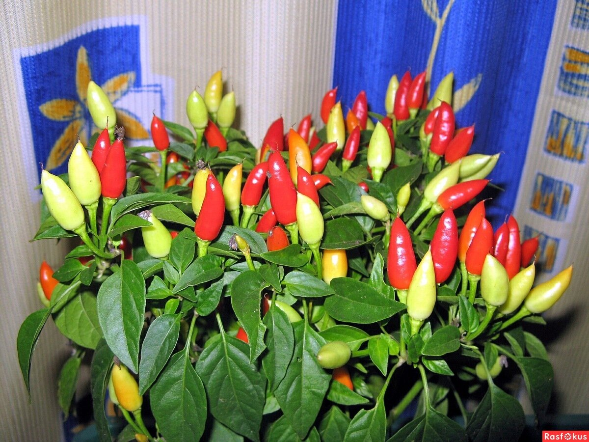 Алладин (источник http://rasfokus.ru/images/photos/medium/441b49e1233d46428da79e3bc2220231.jpg)