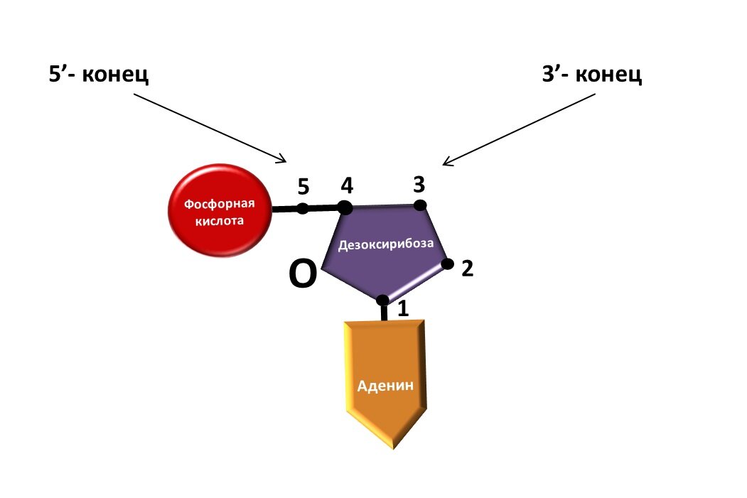 Днк 5. Строение ДНК штрих концы. 3 Штрих 5 штрих концы ДНК. 5 Штрих конец. Три штрих конец пять штрих конец.