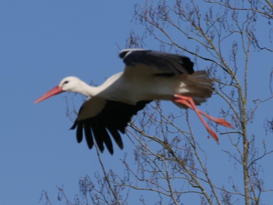 По весне Кристинке аист сыночка принёс. Иллюстрация/фото Евгении Запряновой