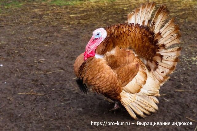 Выращивание индюков в домашних условиях для начинающих с нуля (часть 1) 🦃 | Курочка | Дзен