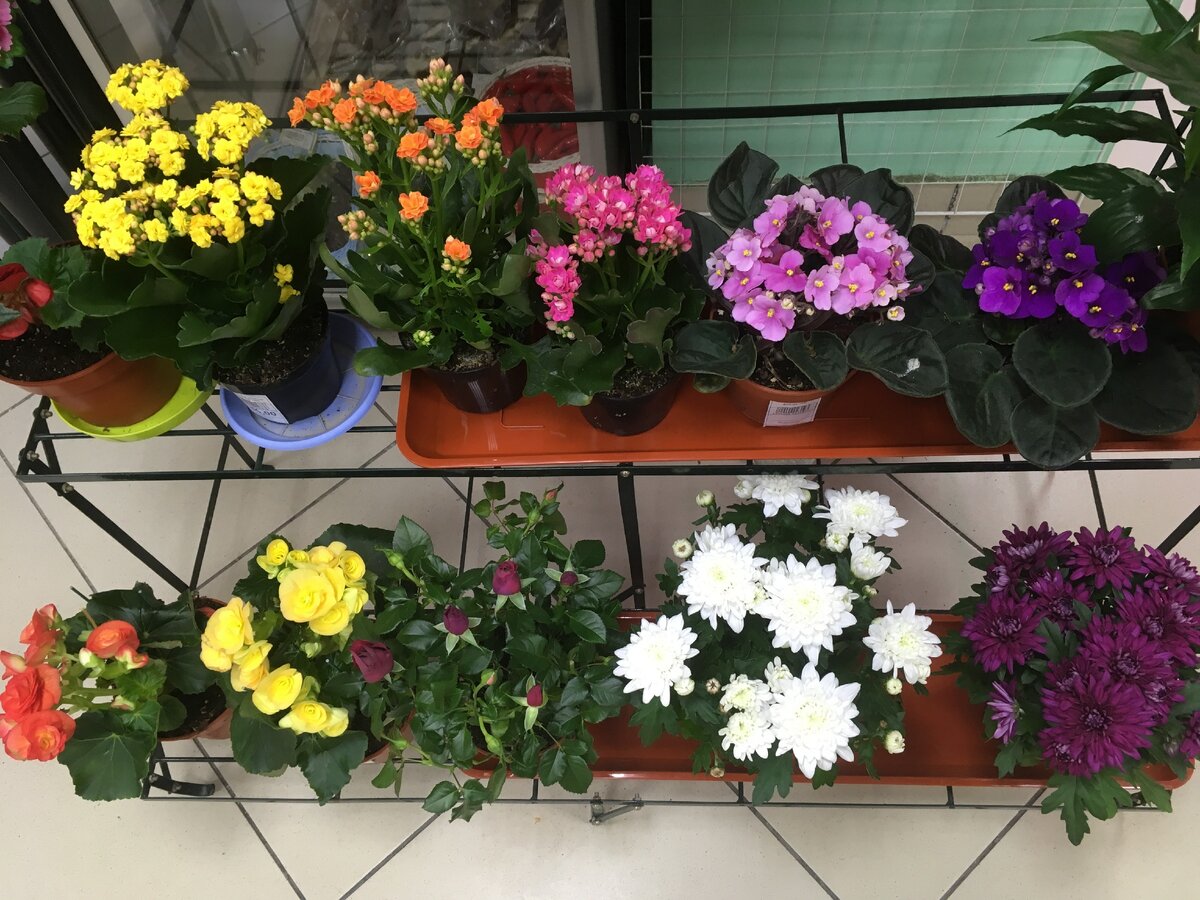 7 прошлогодних букетов в цветочном магазине