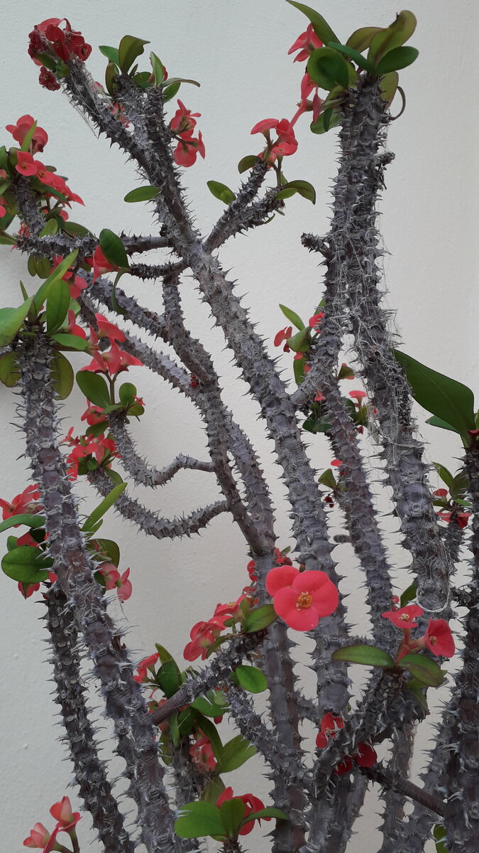 Фото из моего личного архива.