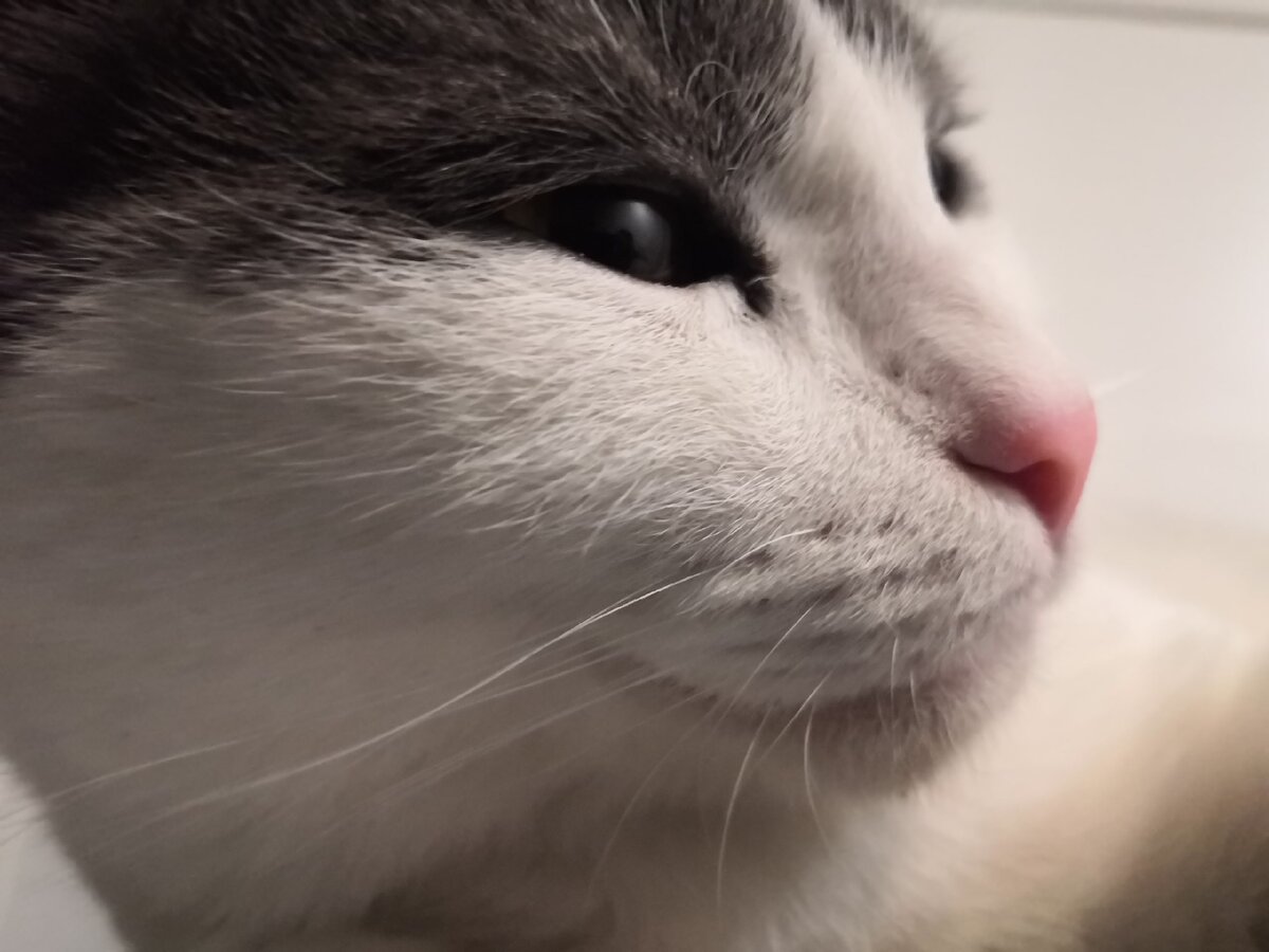 Человек коту друг?