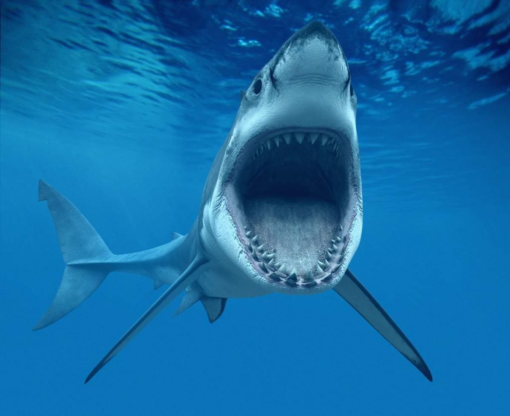    Исторические факты об акулах гласят, что они появились  на 200 миллионов лет раньше динозавров.  Самая большая акула, когда либо жившая на земле — мегалодон, которого считают вымершим.