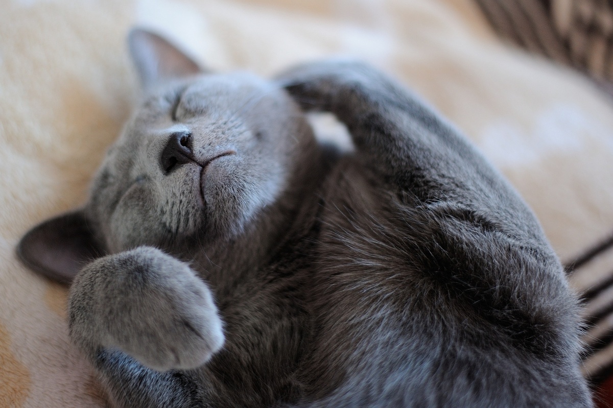 https://cdn.pixabay.com/photo/2015/05/21/21/22/cat-777932_960_720.jpg
