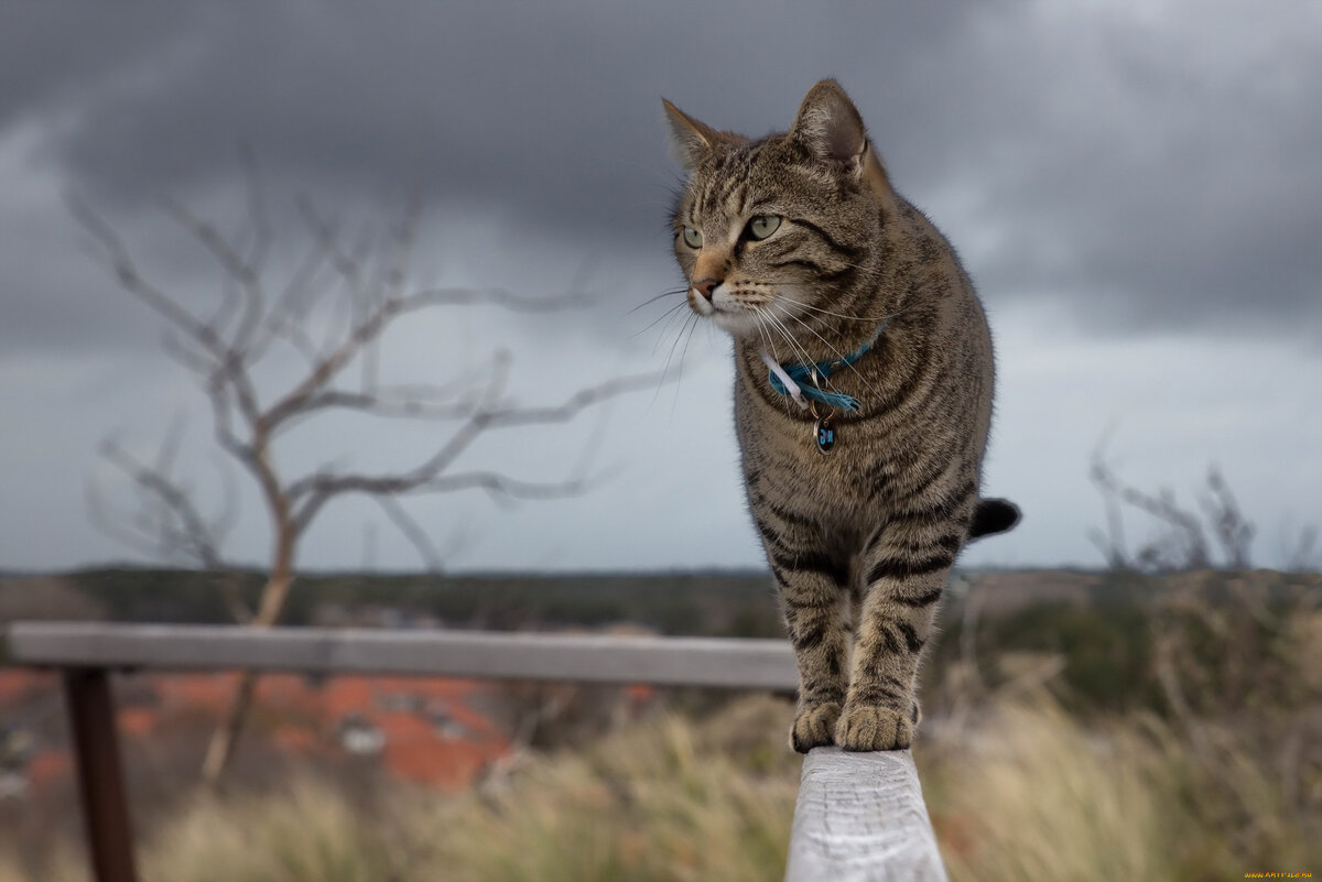 (фото для иллюстрации Яндекс.Картинки)