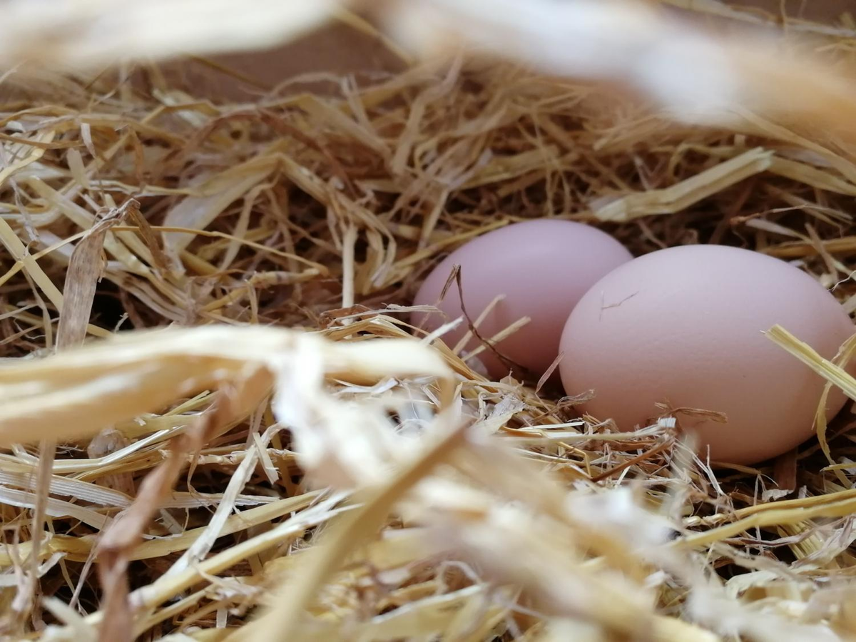 Можно ли сажать яйца. Яйцо лежит в траве. Курица откладывает яйца gif. Lay Eggs. Курица в гнезде белый фон.