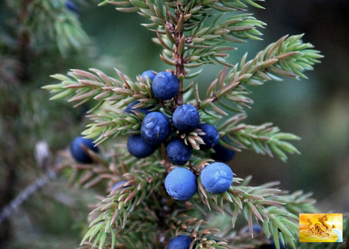 Можжевельник