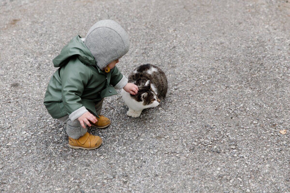 https://www.pexels.com/photo/person-in-gray-hoodie-holding-white-and-black-cat-3933877/