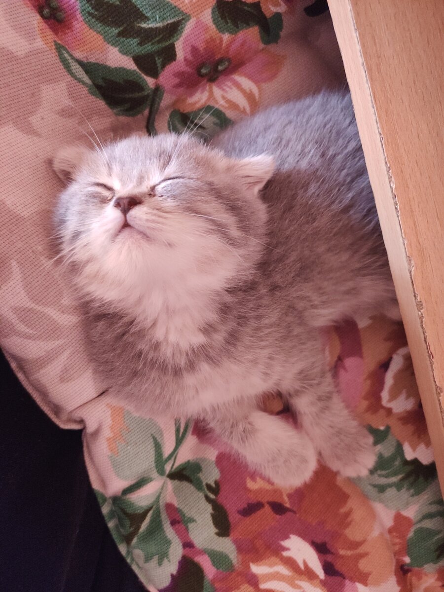 Сытая и довольная жизнью Джесси